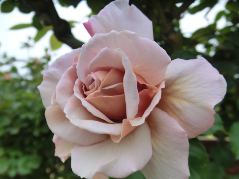 グレー　パール0802