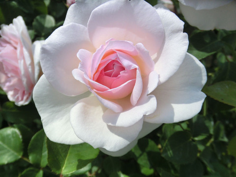 デーム　プルーデンス0379