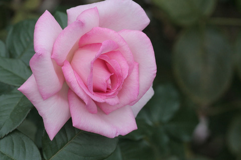 ウィミィsIMG_6684