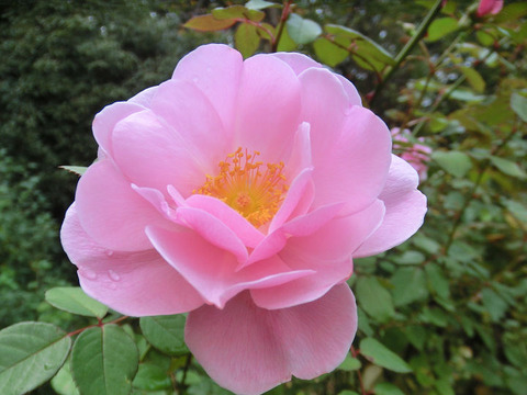 ボウ　ベルズ5417