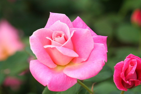 ピンク　パルフェ_0485