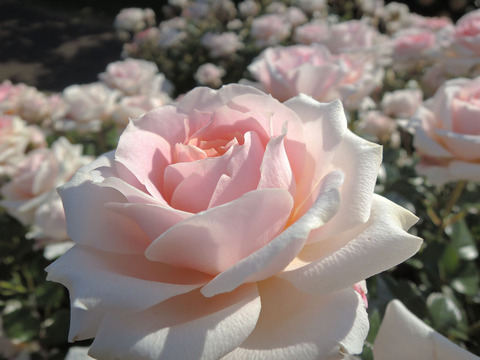 レディ　メイアンディナ3671