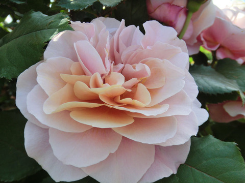 ディスタント　ドラムス0216