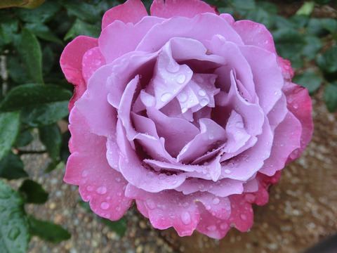 ブルー　リバーsCIMG6302