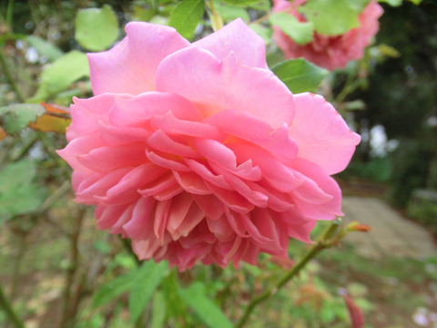 ジュビリー　セレブレーション5414