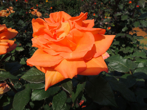 らくえん　楽園sDSCN4053