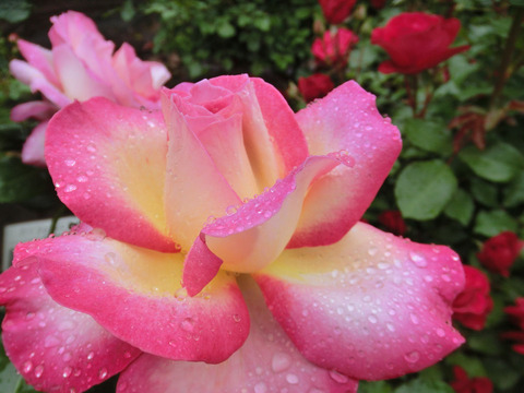 カリフォルニア　ドリーミングsCIMG6033