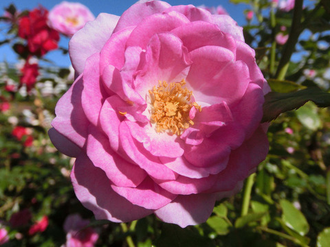 エンチャンティッド　イブニングsCIMG8337