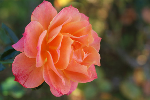 ディズニーランド　ローズsDSCF0559