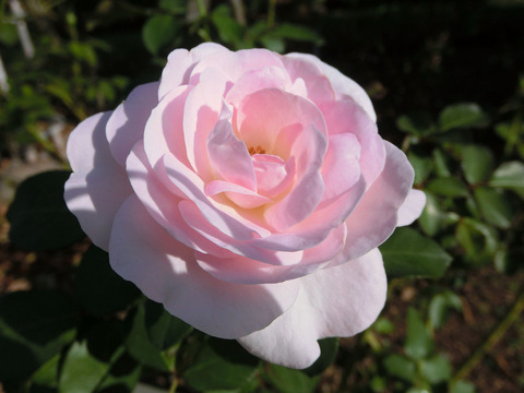 はなぼんぼり　花ぼんぼり（はなぼんぼり）sCIMG6707