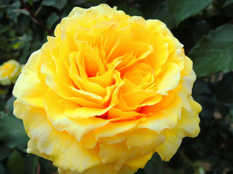 ゴールデン　メダイヨンsDSCN5161