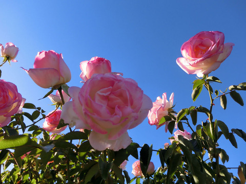 プリンセス　ドゥ　モナコsCIMG8501