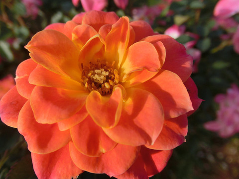 マンダリンsCIMG8214