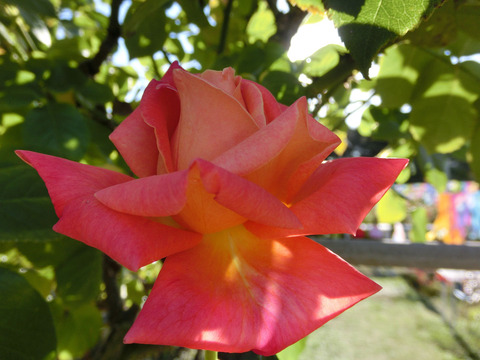 シカゴ　ピースsCIMG8505