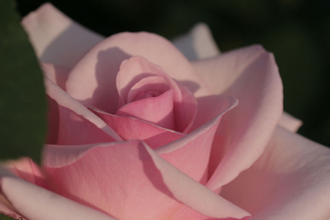 さんび　賛美4981