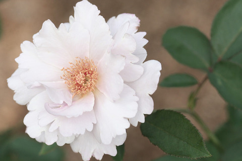 クチュール　ローズ　チリア0282