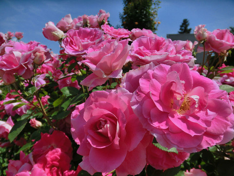 ケアフリー　ワンダー1196