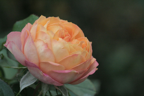 ベビー　ロマンティカsIMG_7699