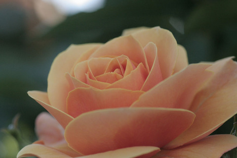 スター　チェイサー4808