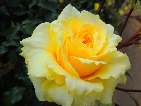 ゴールデン　メダイヨンsDSCN5171