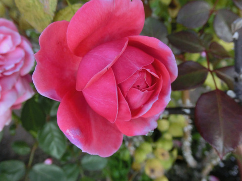 ザ　ピンクプロフェッサーsCIMG8840