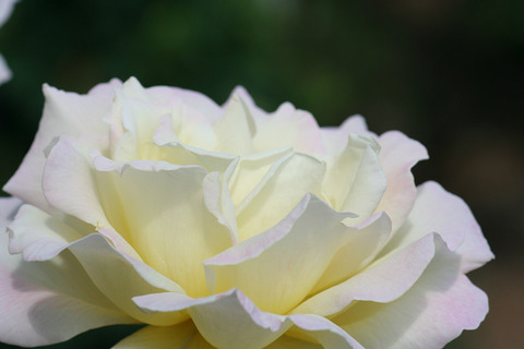 ガーデン　パーティ