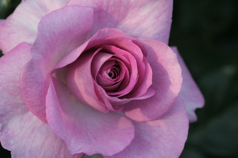 エンチャンティッド　イブニング5146