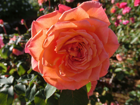 アルブレヒト　デューラー　ローズsCIMG8435