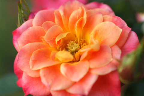 マンダリンsDSCF0720