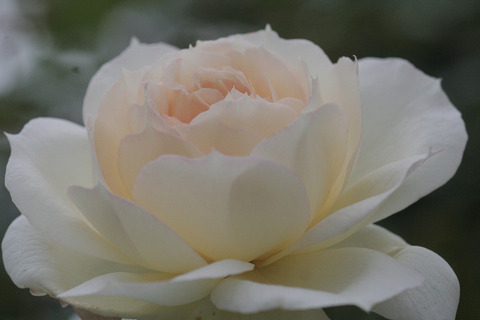 チャイコフスキー6742