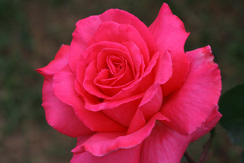 ほうじゅん　芳純2443