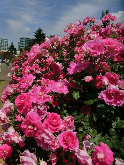 ケアフリー　ワンダー1197