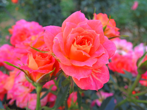 マンダリンsDSCN7334