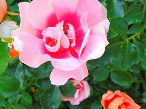 アイコニック　ハニー　レモネードsDSCN5719