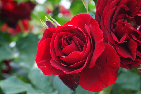 くろちょう　黒蝶　（くろちょう）sDSCF1990