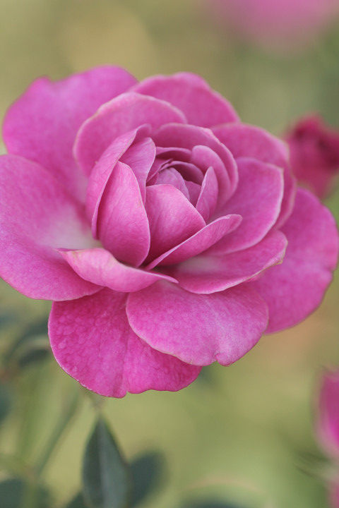 プラムダンディ