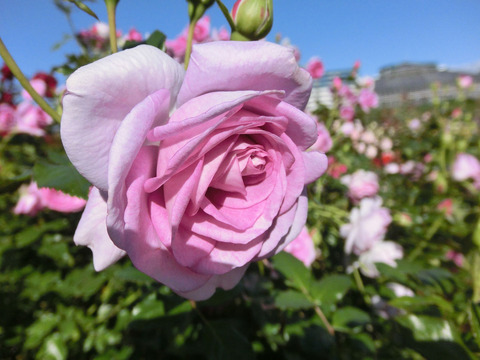 エンチャンティッド　イブニングsCIMG8339