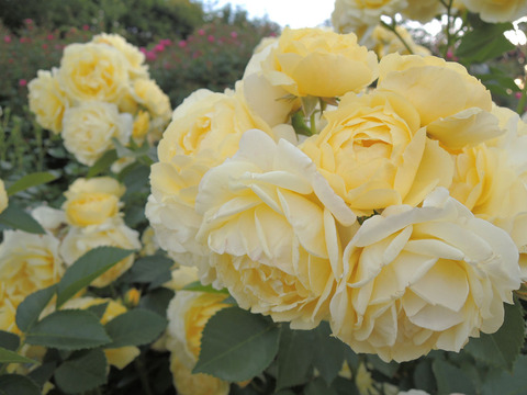 ゴールデン　ボーダー4407