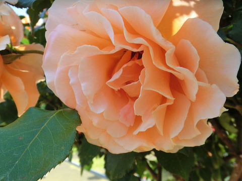 ジャスト　ジョーイ0202