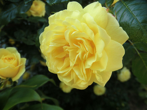 ベル　ロマンチカ8569