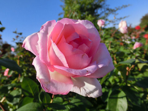 バイオリーナsCIMG8461