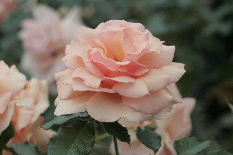 フレグラント　アプリコットsIMG_7346