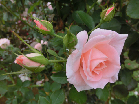 ゆうか　優花　（ゆうか）sCIMG7463