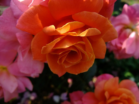 ディズニーランド　ローズ9809