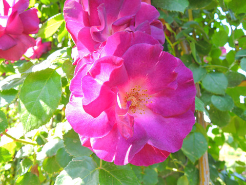 ソニャドールsDSCN4150