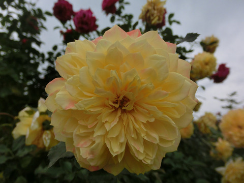 ファイアーワークス　ラッフルsCIMG8470