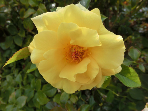 サン　フレーアsCIMG5877