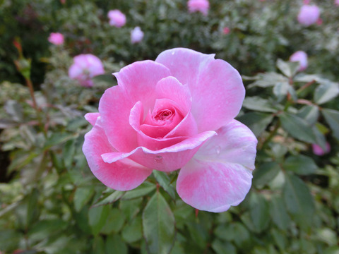 ストロベリー　ダイキリsCIMG5974