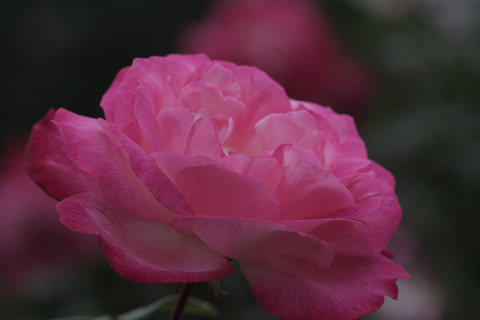 せいか　聖火sIMG_7079