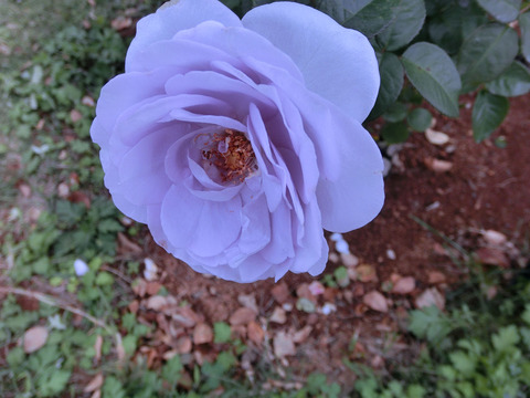 ブルー　バユーsCIMG7400